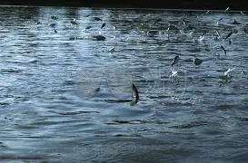 瑞士突然暴发，实力浮出水面，晋级悬念渐减的简单介绍